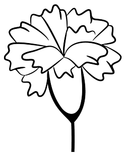 Carnation birth flower